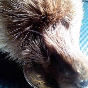 Meet your Posher, Brian